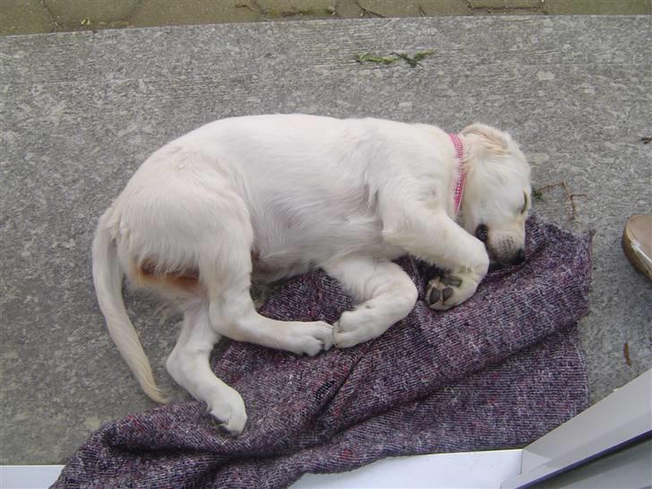 Golden retriever Kena billede 8