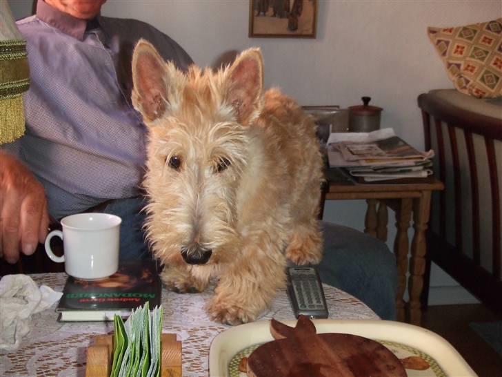 Skotsk terrier Whisky Best of Scotties  - jeg blev trimmet første gang i mit liv !!! hva syntes I ?  billede 16