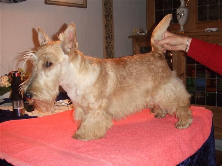 Skotsk terrier Whisky Best of Scotties  - her er jeg så fra siden efter trim i oktober billede 17