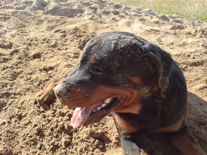 Rottweiler bosso billede 9