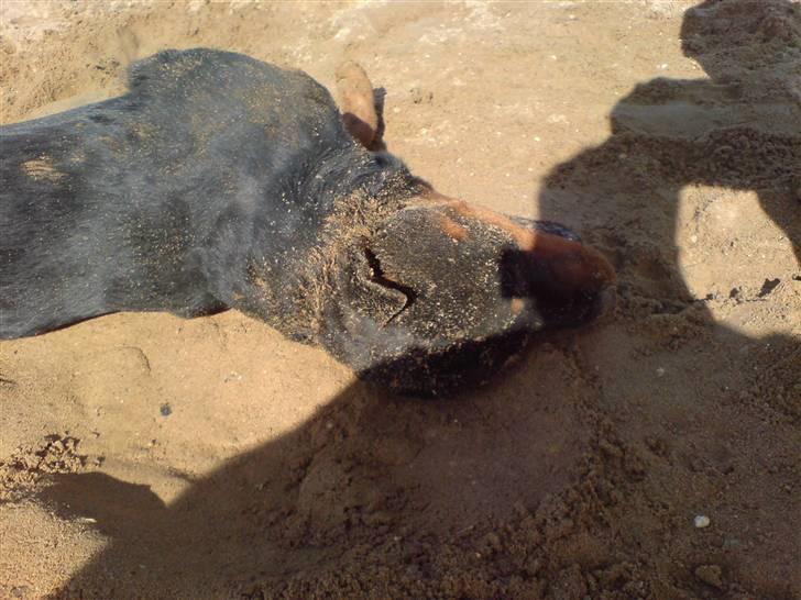 Rottweiler bosso billede 10