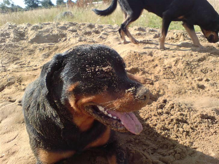 Rottweiler bosso billede 11