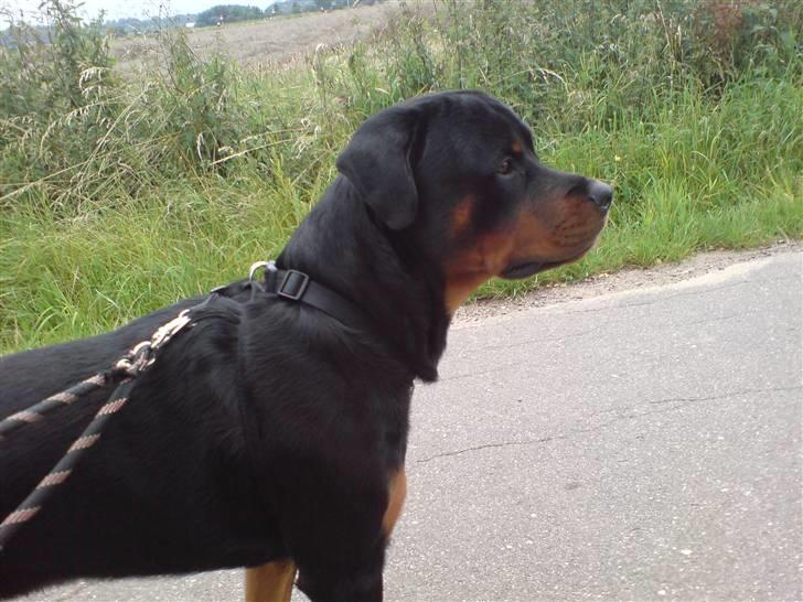 Rottweiler bosso billede 12