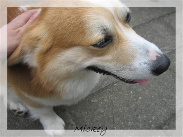 Welsh corgi pembroke Mickey - <3 billede 15