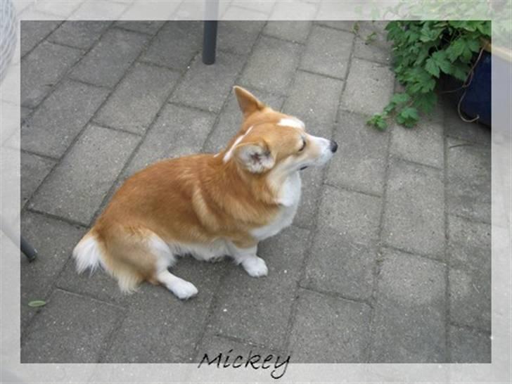 Welsh corgi pembroke Mickey - <3 billede 16