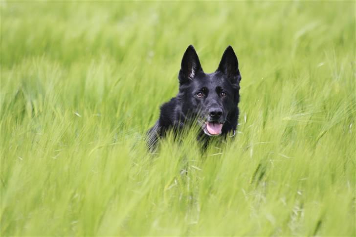 Schæferhund Alli <3 - Hunden bag hegnet Foto:: Mig billede 2