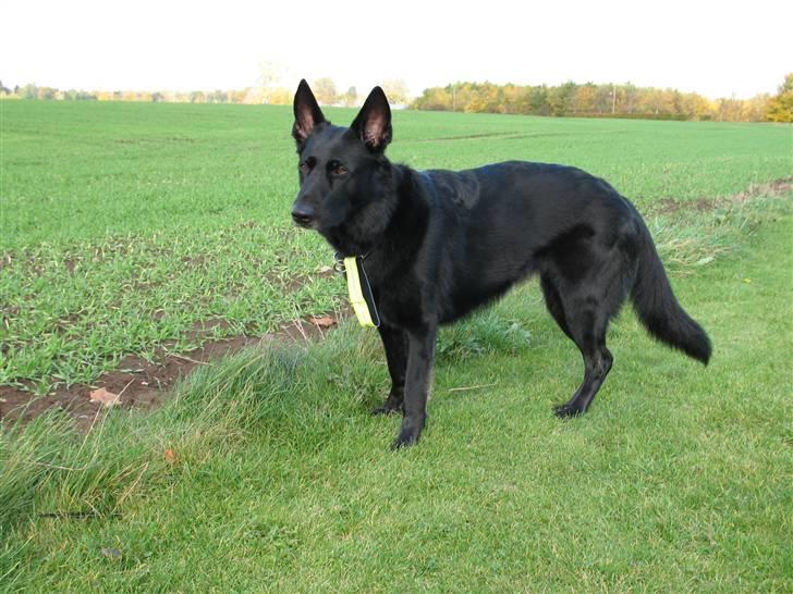 Schæferhund Alli <3 - Her er min smukke hund! billede 3