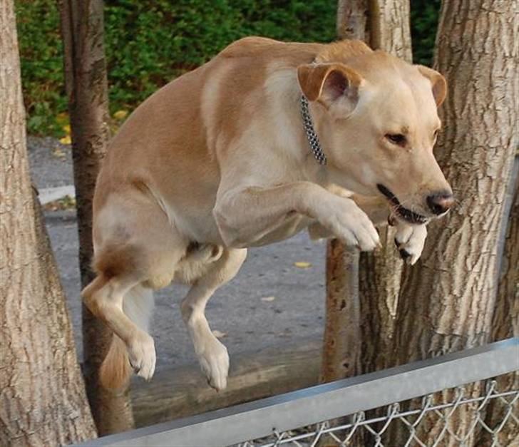 Blanding af racer *zero Sugar* - hopla :) billede 19