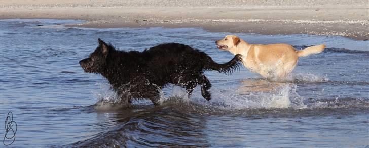 Blanding af racer *zero Sugar* - afstig afsted billede 20