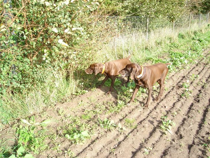 Korthåret hønsehund Rico R.I.P. billede 12