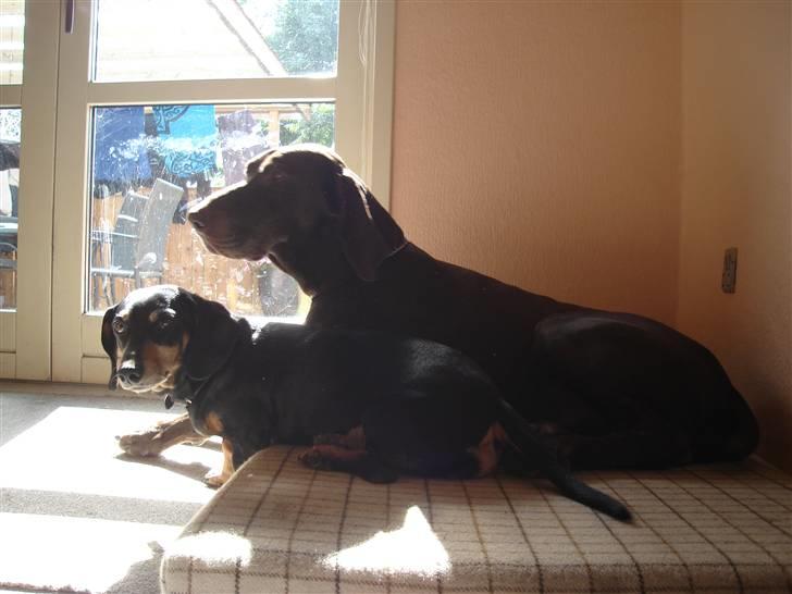 Korthåret hønsehund Rico R.I.P. billede 13