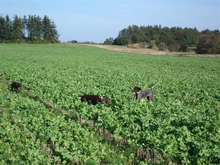 Korthåret hønsehund Rico R.I.P. - Rico har stand i miden. Max sekonderer på Rico fra venstre. Og Zico vil bare lege. billede 14