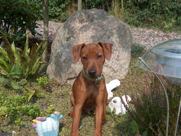 Dvaergpinscher Joey  - Hej mit navn er joey, velkommen til min profil.. håber i syns om den :=) billede 1