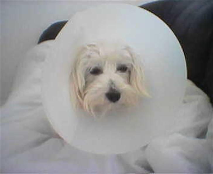 Coton de tulear Basil (Hundehimlen tog imod ham d. 18.03.2014) - Nu har jeg prøvet den, ta´ den så af. Tak !!! billede 6