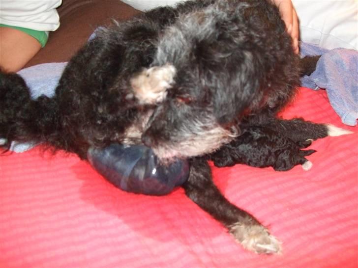 Blanding af racer Perles Bamse - Velkommen til Verden lille Bamse <3 !  billede 2