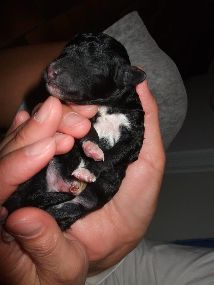 Blanding af racer Perles Bastian - Søde Bastian :) <3 billede 1