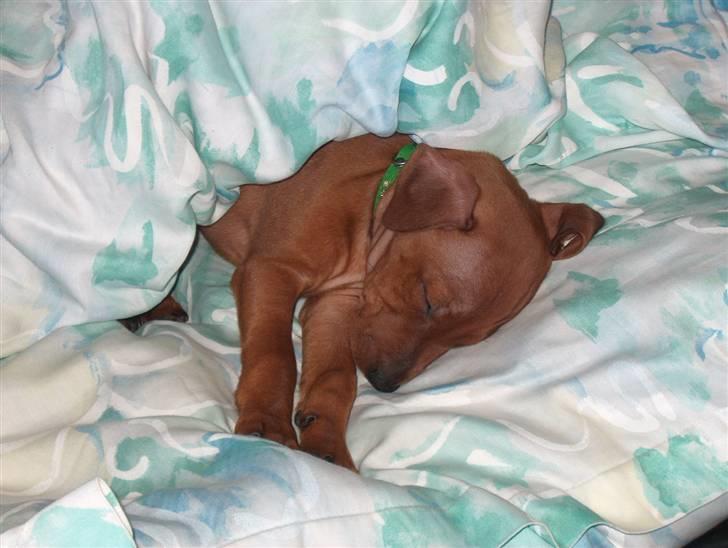 Dvaergpinscher Joey  - Ihh sikke dejlig med en god lur,. :) billede 2