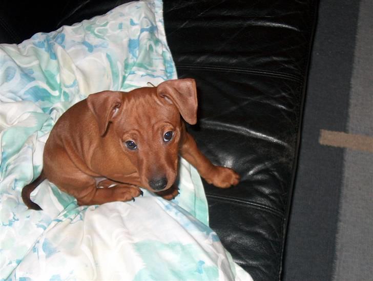Dvaergpinscher Joey  - Det var altså ikke mig mor,.  billede 3