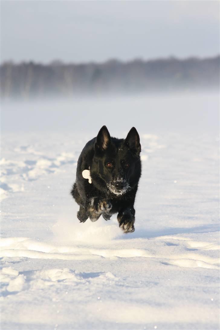 Schæferhund Alli <3 - Fly on the earth :b Foto: Mig billede 7