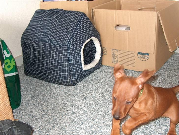 Dvaergpinscher Joey  - Wuptiii,. ! Superhund :O) billede 4