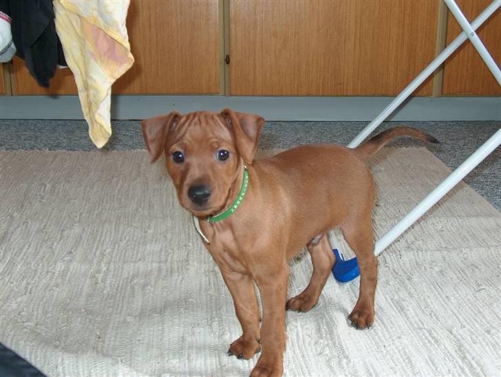 Dvaergpinscher Joey  - Jeg er uskyldig.,. billede 5