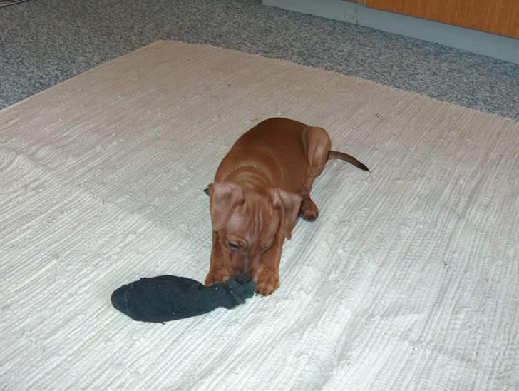 Dvaergpinscher Joey  - Mmmm Mums en lille sok,.  :) billede 6