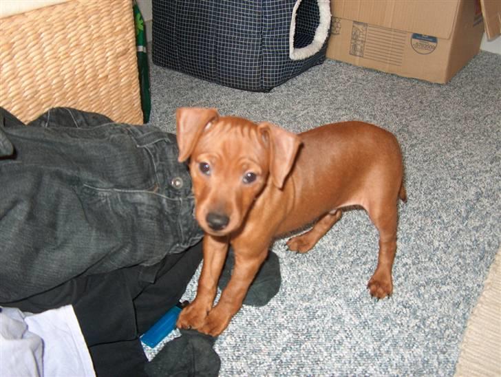 Dvaergpinscher Joey  - Det sjovt at få taget billeder,. :P billede 7