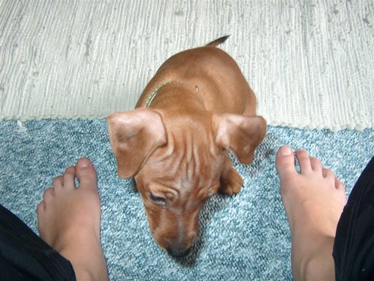 Dvaergpinscher Joey  - Her er jeg er tryk..Mors fødder passer på mig,. :p billede 8