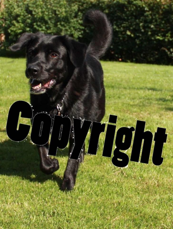 Blanding af racer Freja - love love love love <´3 billede 15