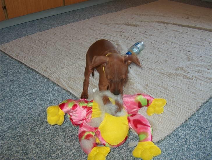 Dvaergpinscher Joey  - Sikke en sjov lille frø jeg har fundet, Gad vider hvad ,mor siger til det..?  Nå Pyt. ;) billede 9