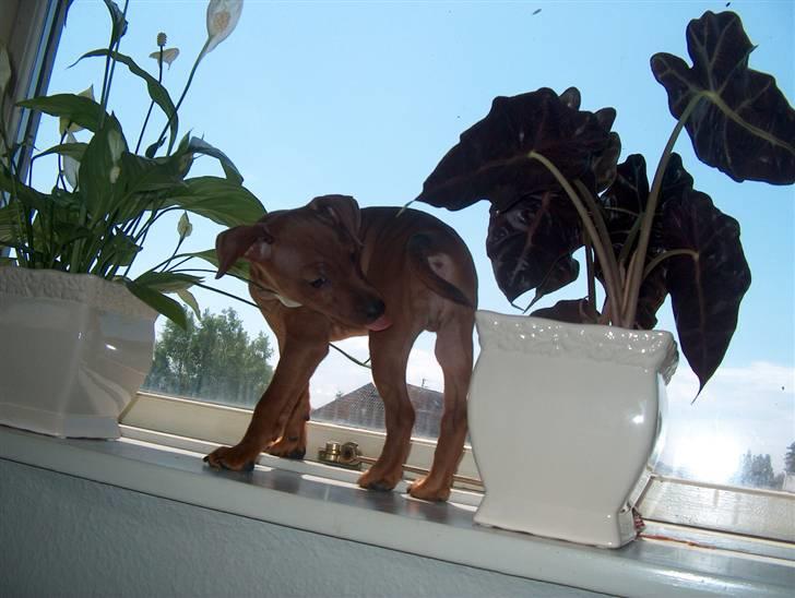 Dvaergpinscher Joey  - Øv jeg kan ikke nå,. :o) billede 10