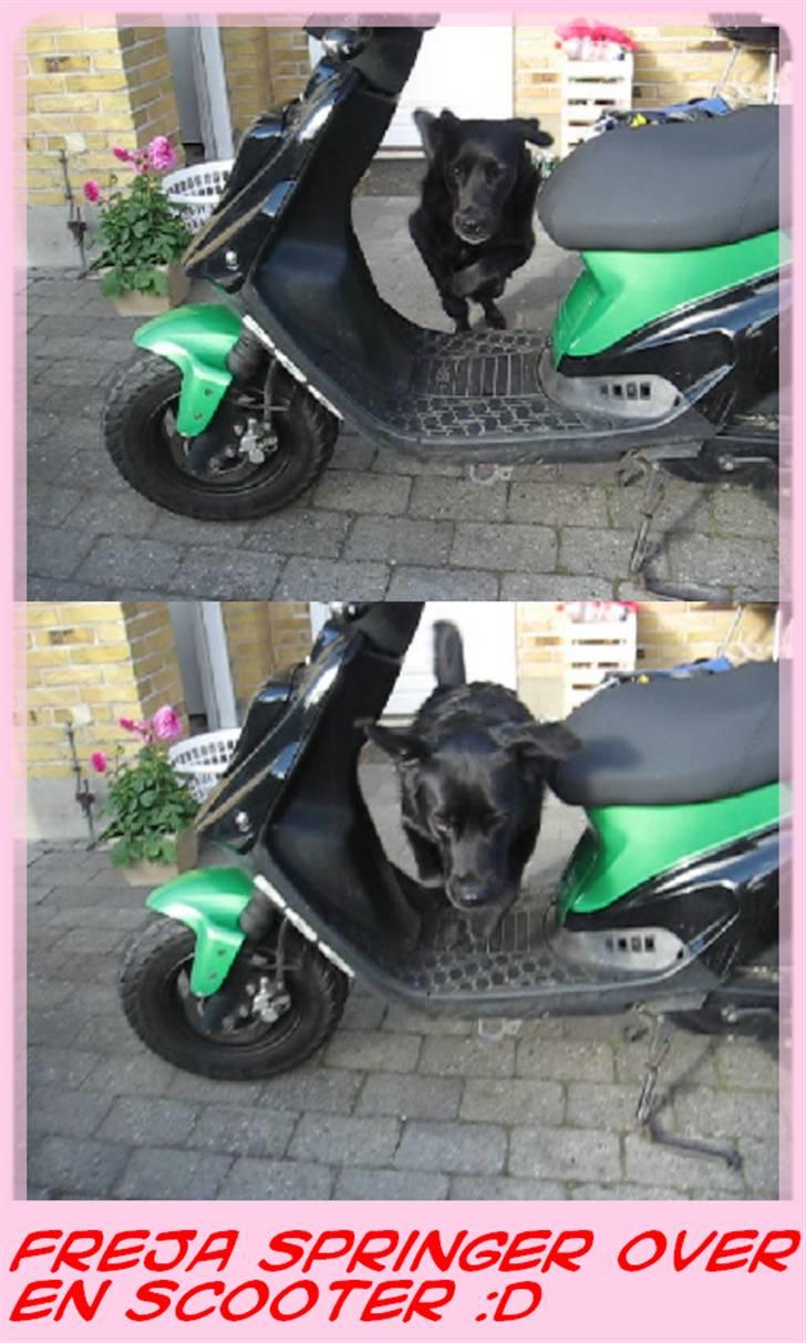 Blanding af racer Freja billede 16