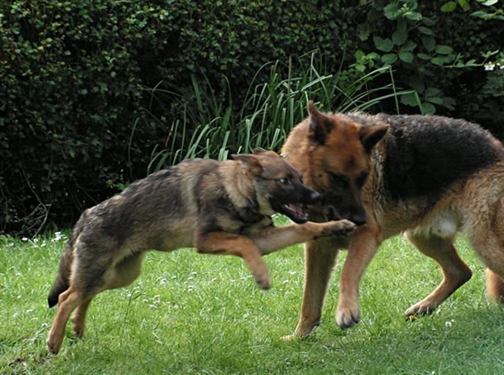 Schæferhund Team Rapi Bacardi(Lotte) billede 6