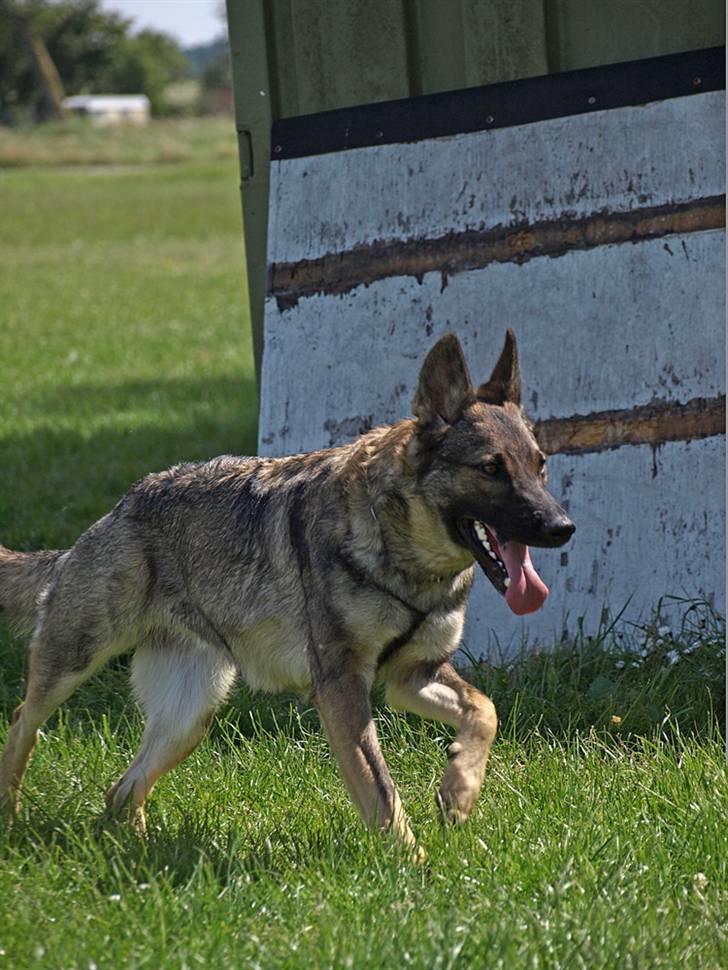 Schæferhund Team Rapi Bacardi(Lotte) billede 7