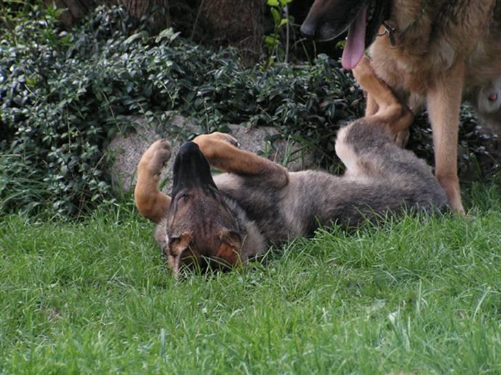 Schæferhund Team Rapi Bacardi(Lotte) billede 8