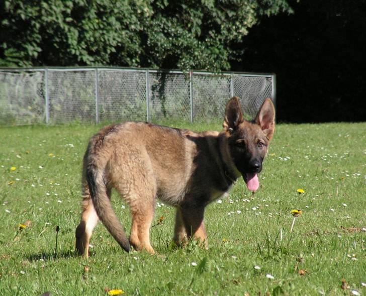 Schæferhund Team Rapi Bacardi(Lotte) billede 9