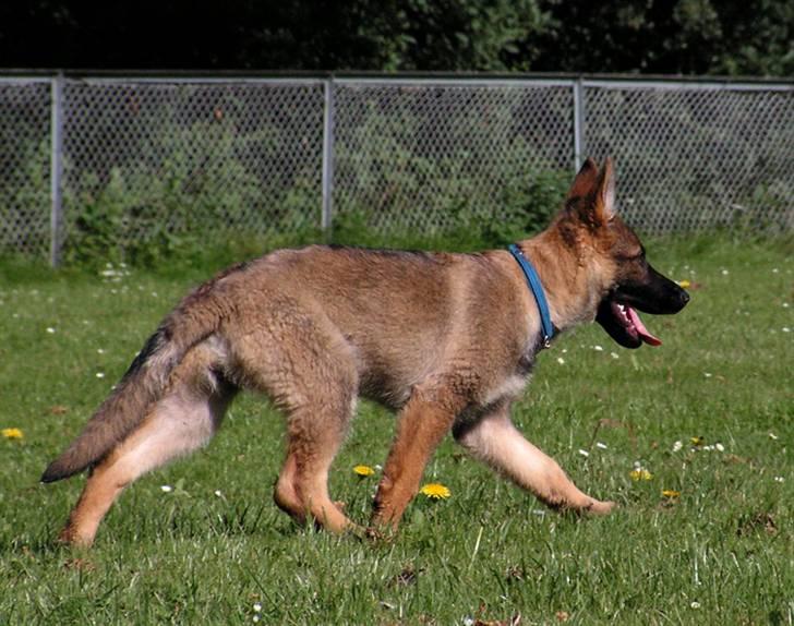 Schæferhund Team Rapi Bacardi(Lotte) billede 10