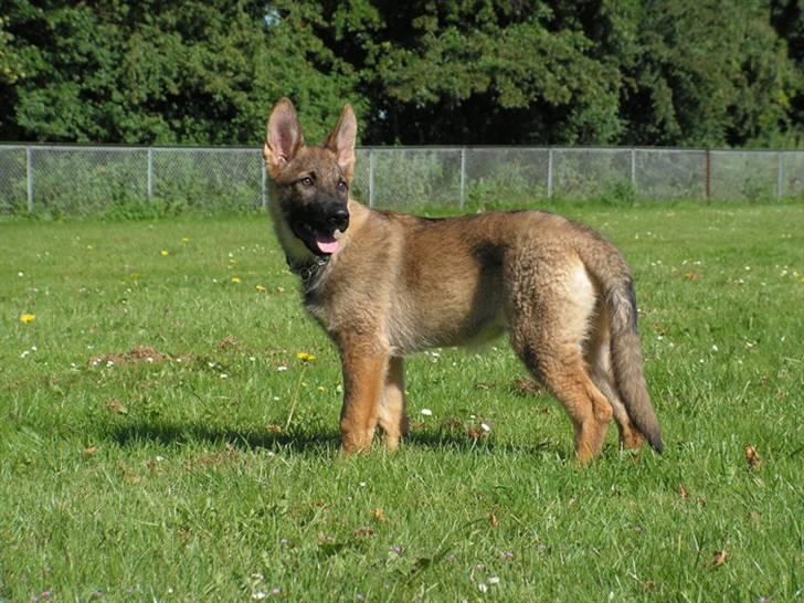 Schæferhund Team Rapi Bacardi(Lotte) - Her er lille lotte 3 måneder :D billede 11