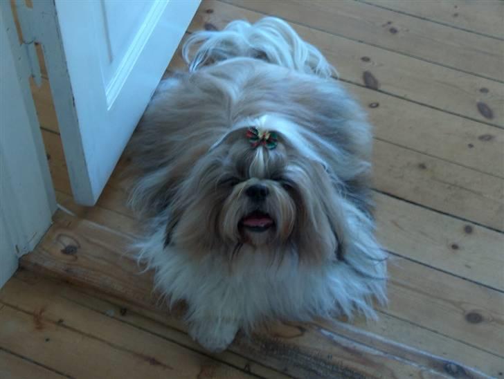 Shih tzu Buller - lige kommet hjem fra frisøren...... billede 18