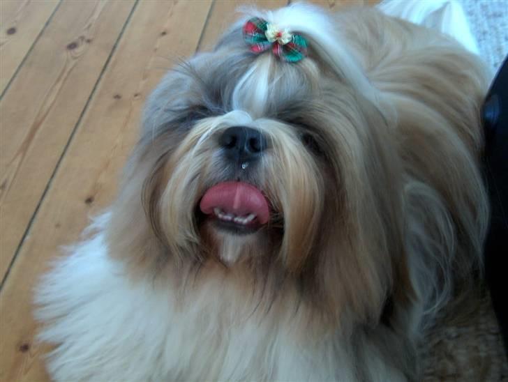 Shih tzu Buller - lige kommet hjem fra frisøren....... billede 19