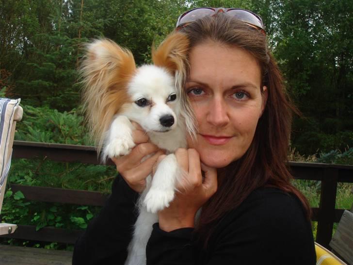 Papillon Zille - Venner for livet....... billede 4