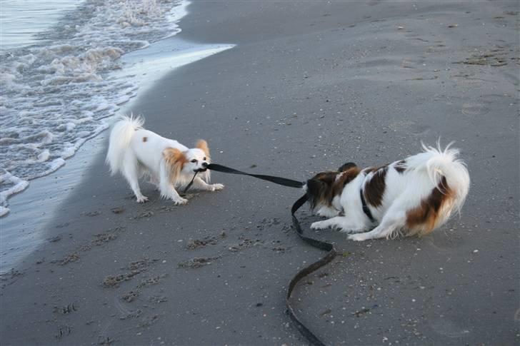 Papillon Zille - venskabelig tovtrækkeri billede 5