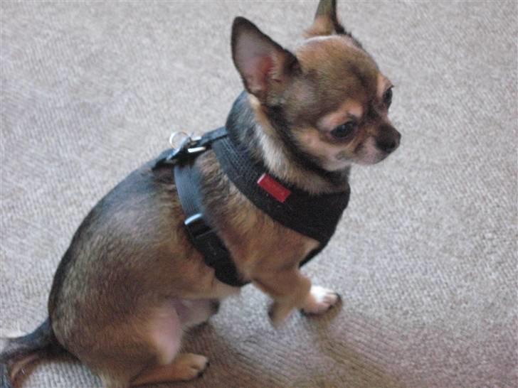 Chihuahua Lillepuslings Hr. Simba  billede 7