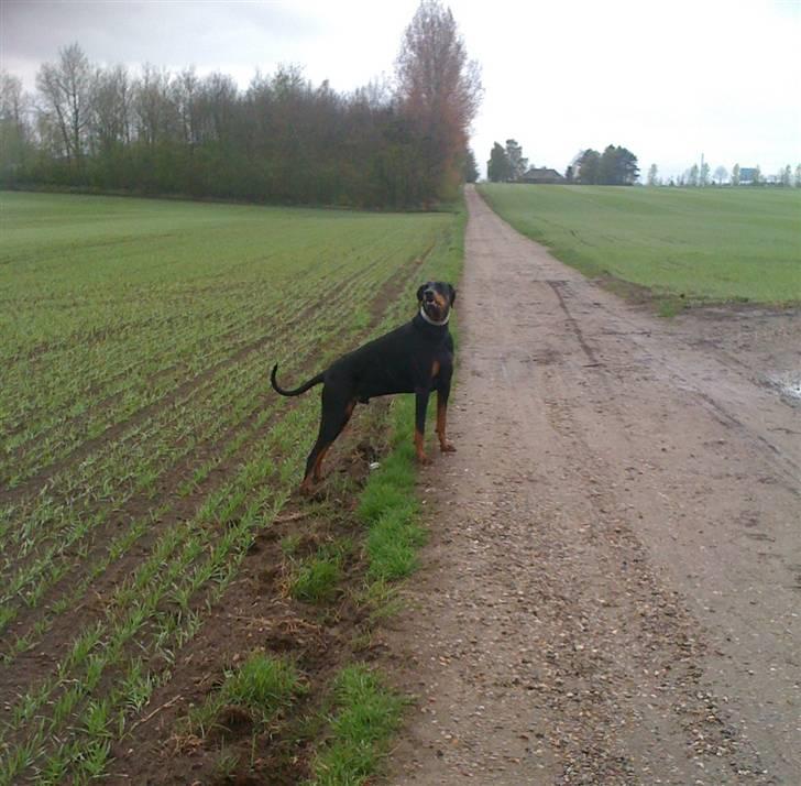 Dobermann Rocky - Dejligt med en stor "legeplads" billede 10