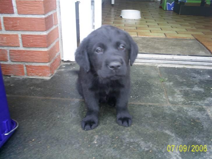 Blanding af racer Zhila E - Jack  billede 2