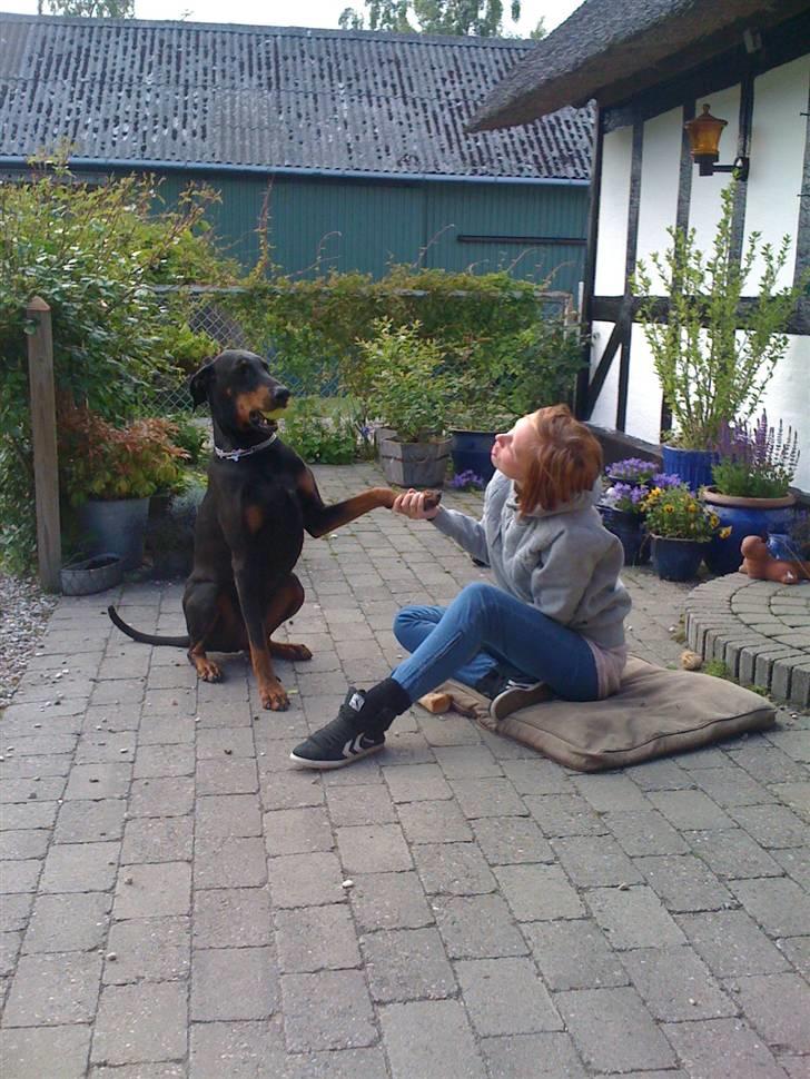 Dobermann Rocky - Rocky og Mie billede 11
