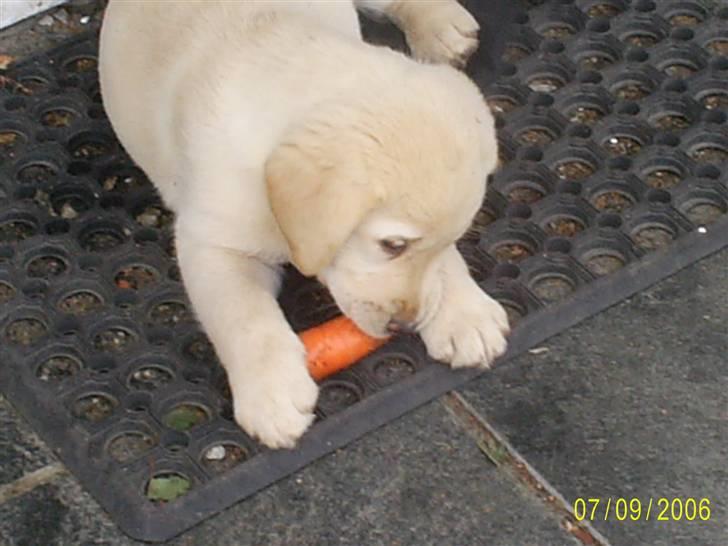 Blanding af racer Zhila E - Kira med gulerod billede 3