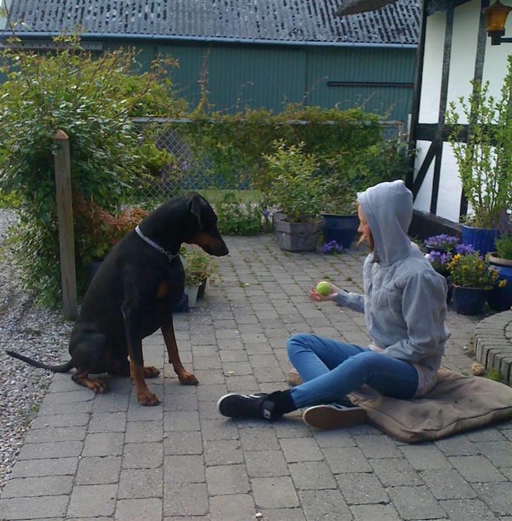 Dobermann Rocky - Rockys yngling...... Mie billede 12
