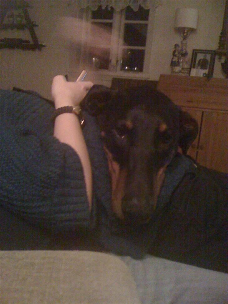 Dobermann Rocky - Kan du ikke se, jeg er her !!! Nus mig nus mig ;-) billede 13