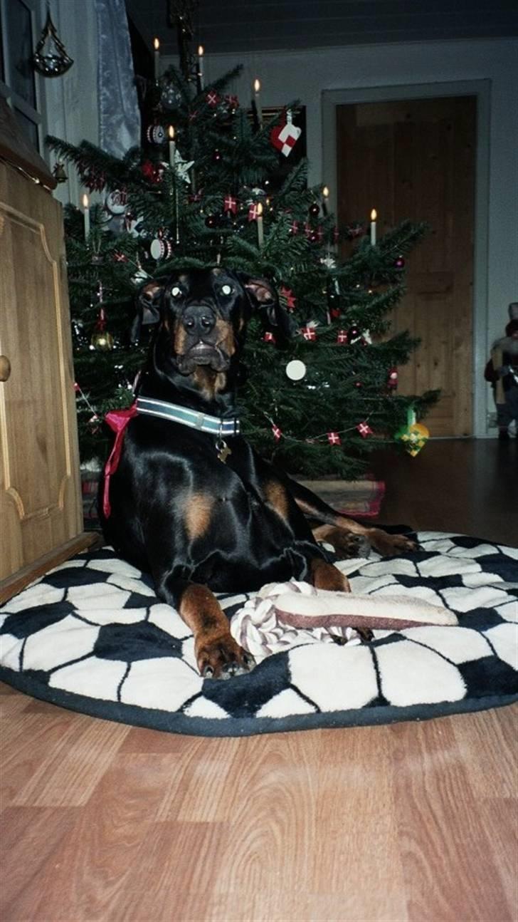 Dobermann Rocky - Fiiiin vaps. billede 14